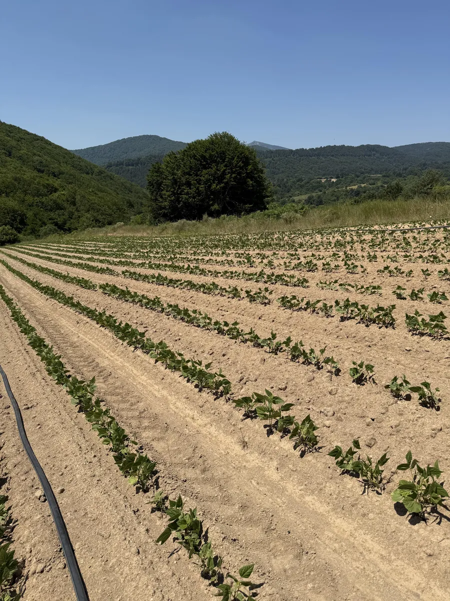 Φροντίδα φυτών φασολιών στο βουνό